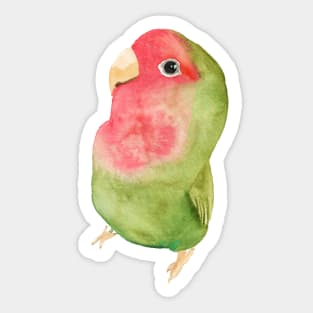 Watercolor melon loverbird lovebird parrot bird pink and green Sticker